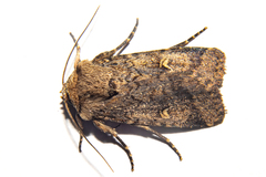 Proteuxoa tetronycha