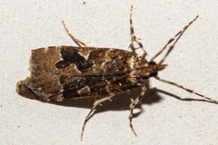Scoparia ustimacula