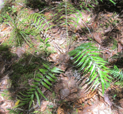 Asplenium flaccidum × oblongifolium