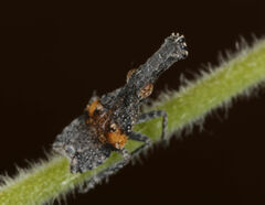 Scolopsella reticulata