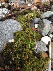 Tortula muralis