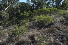 Acacia leptostachya