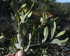 Acacia leptostachya