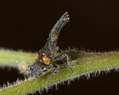 Scolopsella reticulata