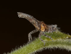 Scolopsella reticulata