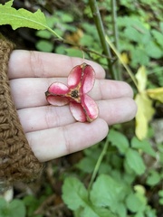 Euonymus occidentalis