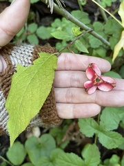 Euonymus occidentalis