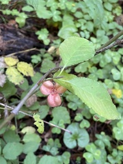 Euonymus occidentalis