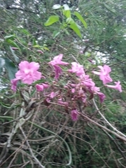 Tanaecium dichotomum