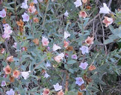 Lobostemon glaucophyllus