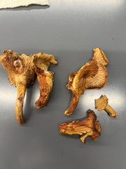 Cantharellus formosus