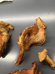 Cantharellus formosus