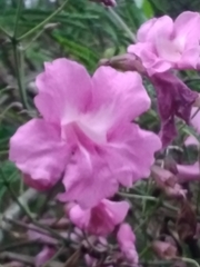 Tanaecium dichotomum