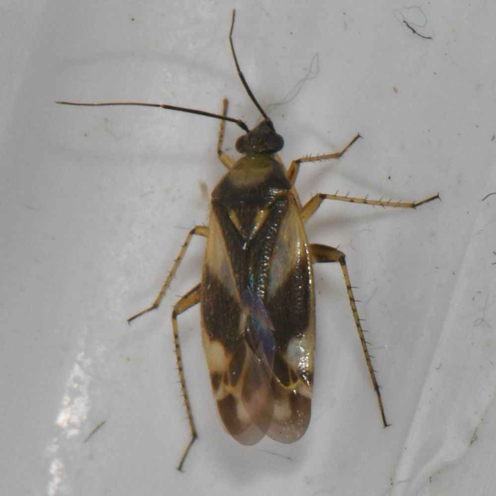 Obscure Plant Bug From Waterloo, On, Canada (ssht) On July 17, 2022 At 