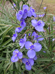 Tradescantia ohiensis