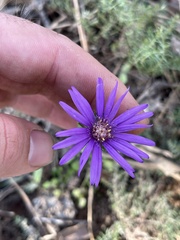 Symphyotrichum pratense