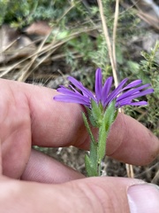 Symphyotrichum pratense