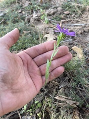 Symphyotrichum pratense