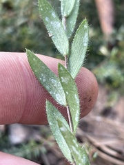 Symphyotrichum pratense