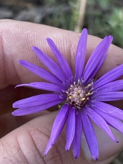 Symphyotrichum pratense