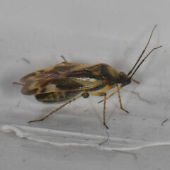 Plagiognathus maculipennis