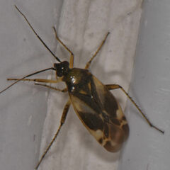 Plagiognathus maculipennis