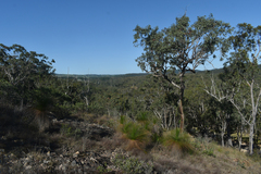 Corymbia leichhardtii