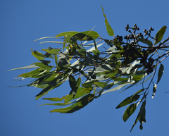 Corymbia leichhardtii