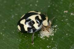 Heterocaria barronensis