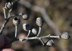 Corymbia leichhardtii