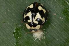 Heterocaria barronensis