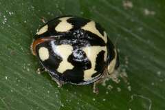 Heterocaria barronensis