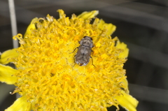 Tetragonoschema