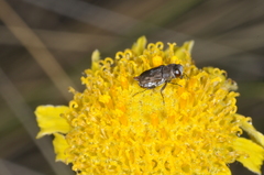 Tetragonoschema