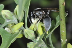 Polybia ignobilis