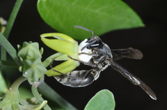 Polybia ignobilis