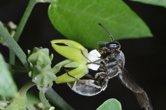Polybia ignobilis