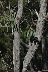 Eucalyptus lockyeri exuta