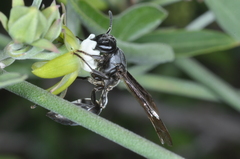 Polybia ignobilis