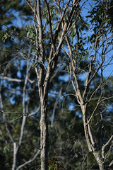 Eucalyptus lockyeri exuta