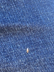 Thaumastocoris peregrinus