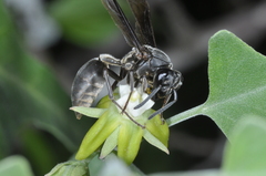 Polybia ignobilis