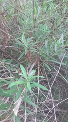 Baccharis punctulata