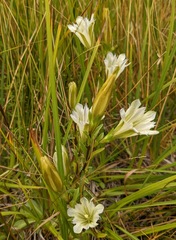 Gentiana newberryi