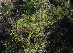 Acacia calyculata