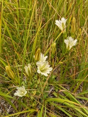 Gentiana newberryi