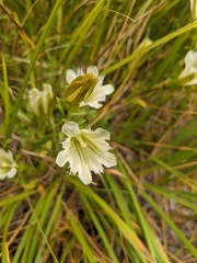 Gentiana newberryi