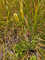 Gentiana newberryi