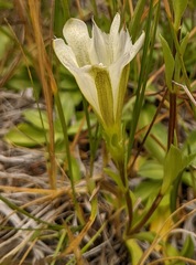 Gentiana newberryi