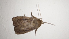 Ufeus plicatus